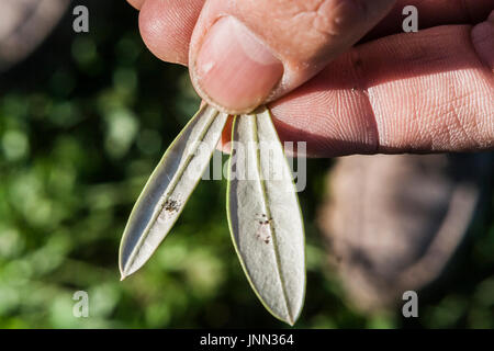 Landwirt Olive leaf in der hand zeigt Details der Infektion Anruf Repilo, Jaen, Andalusien, Spanien Stockfoto