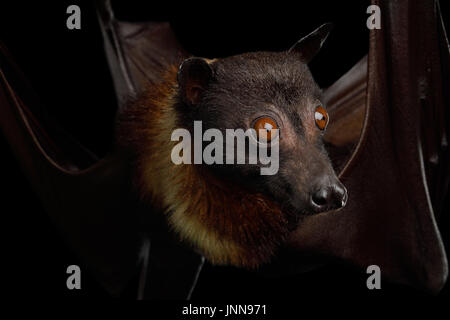 Flying fox Stockfoto