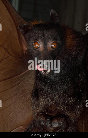 Flying fox Stockfoto