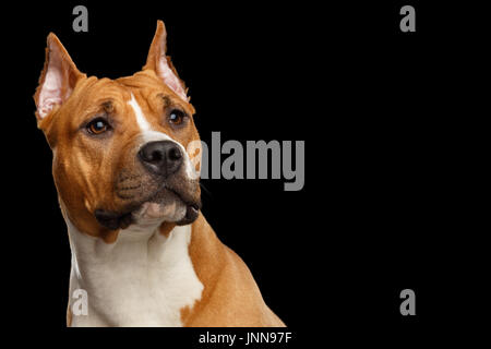 Amerikanischer Staffordshire-Terrier Stockfoto