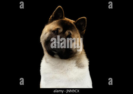 American Akita-Portrait Stockfoto