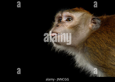 Long-tailed Macaque oder Krabben essen Makaken Stockfoto