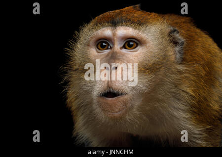 Long-tailed Macaque oder Krabben essen Makaken Stockfoto