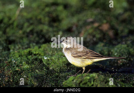 Black-headed Schafstelze (Motacilla flava feldegg) Tsiknias Fluss Lesbos Griechenland Stockfoto