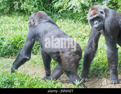 Weibliche westlichen Flachlandgorillas Mandara (links) und Calaya (rechts) im National Zoo in Washington, DC. Stockfoto