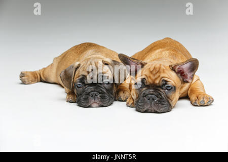 süße französische Bulldogge Welpen Stockfoto