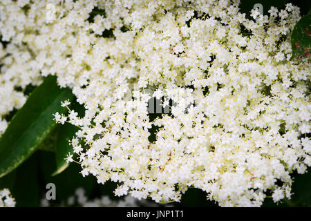 Holunderblüten. Holunder Sambucus nigra flowerhead. Weiße Blüten Blütenstand wächst auf Schwarzem Holunder blühender Strauch. Pommern, Polen. Stockfoto