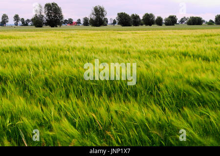 Gerste Hordeum vulgare wachsen auf Feld mit Ähren durch Wind und lange Belichtung verwischt. Ländliche Landschaft Landschaft. Pommern, Polen. Stockfoto