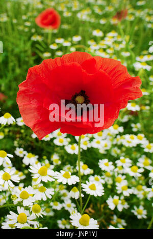 Mais roter Mohn papaver und Kamillenblüten wachsen auf bunte Wiese in der Landschaft. Feld im Frühjahr blühen. Stegna, Pommern, Polen. Stockfoto