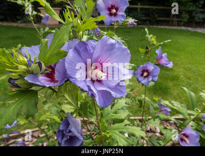 Blau blühende Hibiscus Syriacus 'Marina', in einem Garten von Devon. Stockfoto