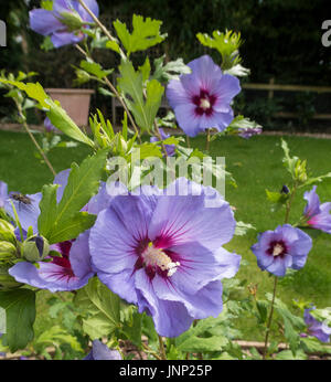 Blau blühende Hibiscus Syriacus 'Marina', in einem Garten von Devon. Stockfoto