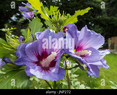 Blau blühende Hibiscus Syriacus 'Marina', in einem Garten von Devon. Stockfoto