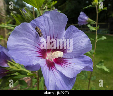 Blau blühende Hibiscus Syriacus 'Marina', in einem Garten von Devon. Stockfoto