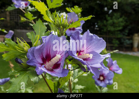 Blau blühende Hibiscus Syriacus 'Marina', in einem Garten von Devon. Stockfoto