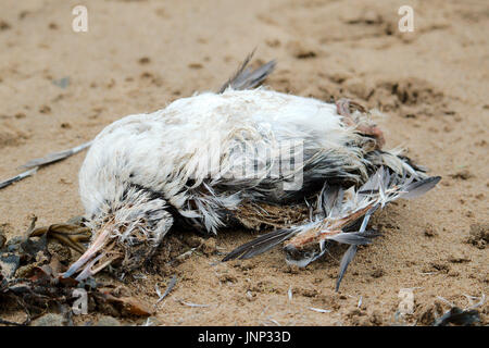 Tote Seevögel an einen Strand gespült. Stockfoto