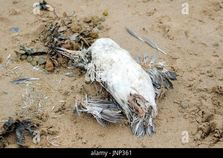 Tote Seevögel an einen Strand gespült. Stockfoto