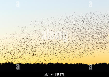 Große Herde von Dohlen in der Silhouette gegen den Abendhimmel über den Wald Stockfoto