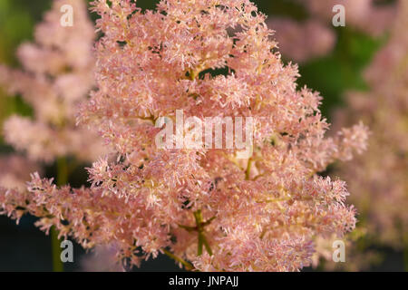 Rosa Astilben im Sommer im Garten wächst Stockfoto