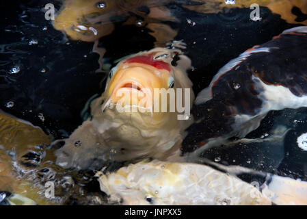 Bunte Koi-Fische im Aquarium von oben betrachten. Stockfoto