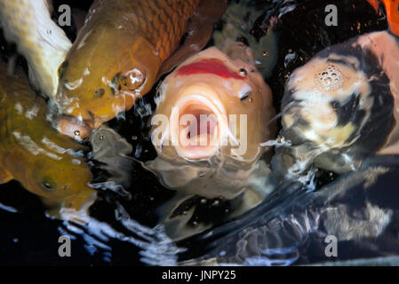 Bunte Koi-Fische im Aquarium von oben betrachten. Stockfoto