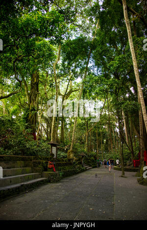 Bali, Indonesien - 4. Juli 2017. Hohe Bäume, einige Leute und ein Affe Sacred Monkey forest Sanctuary Ubud. Stockfoto