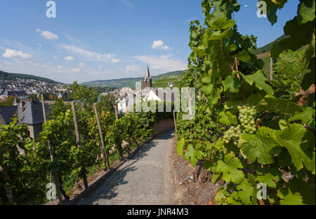 Wanderweg Zur Burgruine Landshut in Bernkastel-Kues, Landkreis Bernkastel-Wittlich, Mosel, Mittelmosel, Rheinland-Pfalz, Deutschland, Europa | Trail-t Stockfoto