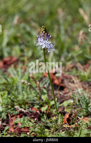 Herbst-Blaustern (Scilla Autumnalis) in Blüte an Hurst Park, West Molesey Surrey. Die einzige erfasst Lage dafür die Grafschaft. Stockfoto