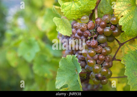 Blaue Weintrauben bin Rebstock, Bernkastel-Kues, Mittelmosel, Rheinland-Pfalz, Deutschland, Europa | Trauben am Rebstock Lager, Bernkastel-Kues, Mosel Stockfoto