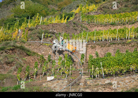 Weinlese mit monorack an der steilen Calmont Weinberg, Bremm, Mosel, Rheinland-Pfalz, Deutschland, Europa Stockfoto