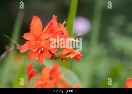 Crocosmia Orange Teufel. Montbretia 'Orange Devil' Blumen in einem englischen Garten. UK Stockfoto