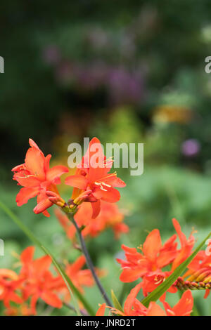 Crocosmia Orange Teufel. Montbretia 'Orange Devil' Blumen in einem englischen Garten. UK Stockfoto