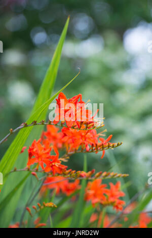 Crocosmia Orange Teufel. Montbretia 'Orange Devil' Blumen in einem englischen Garten. UK Stockfoto