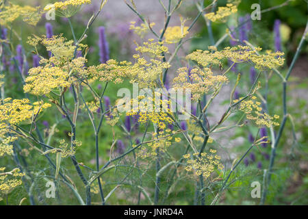 Foeniculum Vulgare Purpureum. Bronze-Fenchel in Blüte. UK Stockfoto