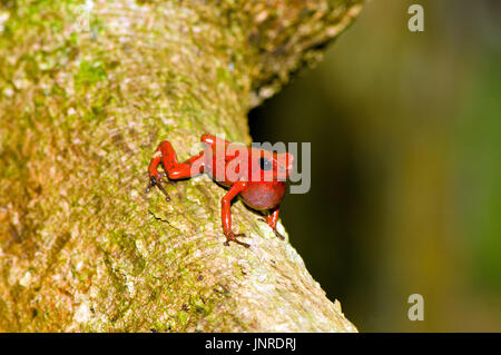 Singende Männchen Strawberry poison Frog (Oophaga Pumilio) erschossen in Costa Rica, Grandoca-Manzanillo-Wildreservat. Stockfoto