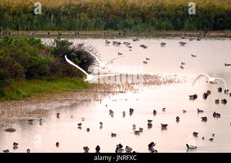 Ein Beispiel für Feuchtgebiet mit hohe Vielfalt und Konzentration von überwinternden Vogelarten (Italien, Isola della Cona). Stockfoto