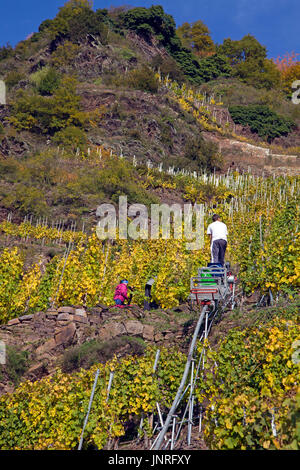 Weinlese mit monorack an der steilen Calmont Weinberg, Bremm, Mosel, Rheinland-Pfalz, Deutschland, Europa Stockfoto