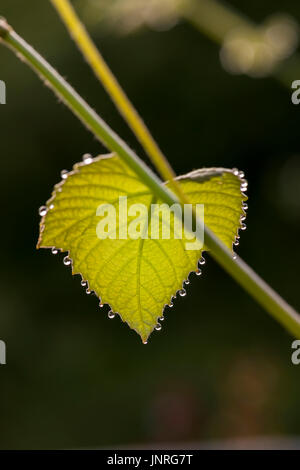 MORGENS TAUTROPFEN AUF WEINBLATT Stockfoto