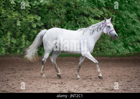 weißes Pferd Natur Tiere Stockfoto