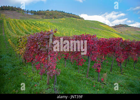 Herbstimpressionen, Weinberge Bei Schweich, Rot Gefaerbte Weinblaetter, Mittelmosel, Rheinland-Pfalz, Deutschland, Europa | Herbstimpressionen, Weinb Stockfoto