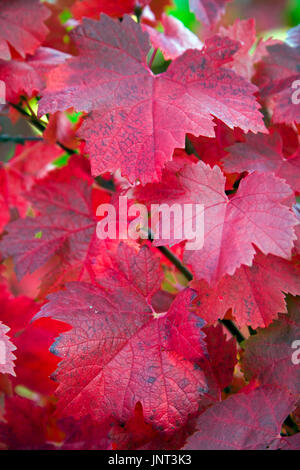 Herbstimpressionen, Rot Gefaerbte Weinblaetter, Schweich, Mittelmosel, Rheinland-Pfalz, Deutschland, Europa | Herbstimpressionen, Wein rot gefärbt le Stockfoto