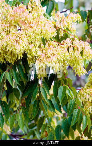 Blätter und Samen des Baumes des Himmels / GГ¶tterbaum (GГ¶tterbaum Altissima) auf ein weiblicher Baum. Stockfoto