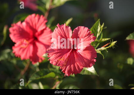 Flower Hibiscus grün rot Makro Stockfoto