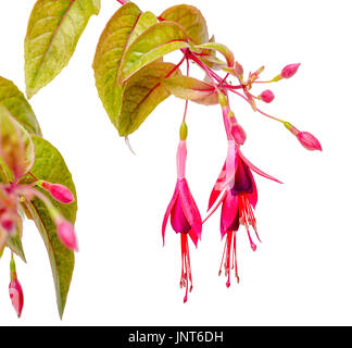 blühende hängenden Zweig in den Farben dunkel rot Fuchsia bunt ist isoliert auf weißem Hintergrund, fehlt, Nahaufnahme Stockfoto