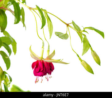 hängenden Zweig in den Farben Dunkelrot und weiß blühenden Fuchsie ist isoliert auf Hintergrund, Mood Indigo, Nahaufnahme Stockfoto