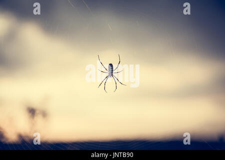 Spider Web vor Sonnenuntergang Himmel im Sommerwiese während des Sonnenuntergangs mit Gegenlicht in Vintage Farben mit Textfreiraum Stockfoto