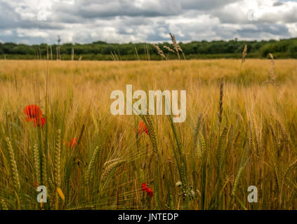 Nahaufnahme von Gerste Feld mit Klatschmohn, Papaver rhoeas und Blick auf die Bäume in der Ferne, East Lothian, Schottland, Großbritannien Stockfoto