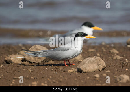 Fluss-Seeschwalbe am Veer-Damm, Pune Stockfoto