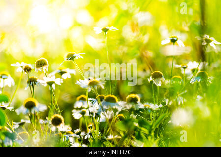 Kamillenblüten in Sonnenlicht. Alternative Medizin. Kamillenblüten auf Wiese, frische gelbe und grüne Hintergrund. Stockfoto