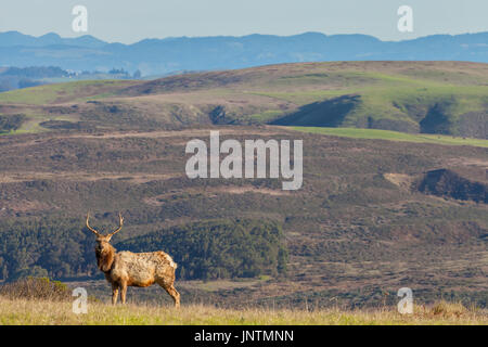 Ein junger Stier an den tule Tule elk Elche behält sich in Point Reyes National Seashore, Kalifornien. Stockfoto