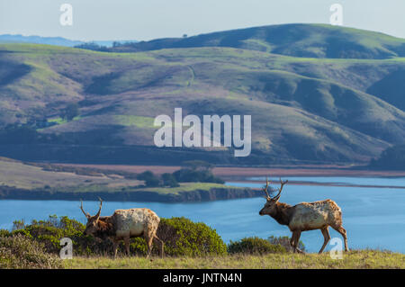 Zwei junge Stier tule Elche in Point Reyes National Seashore, Kalifornien. Stockfoto